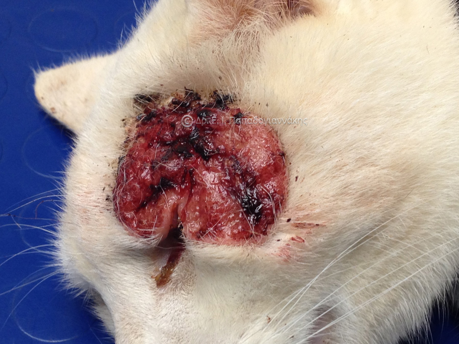 Ακανθοκυτταρικό καρκίνωμα σε γάτα